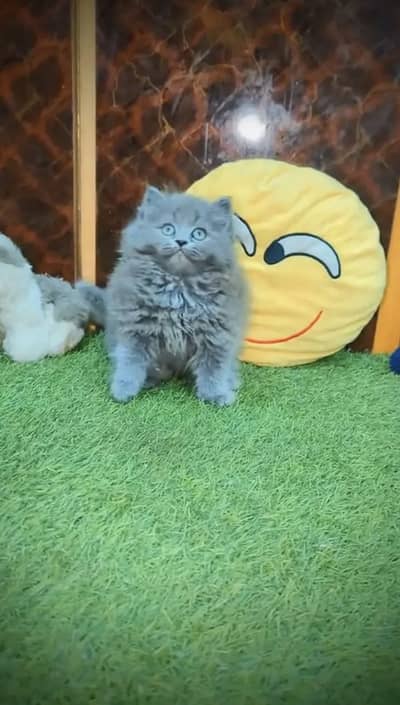 Persian kittens. Whatapp//037046///02354