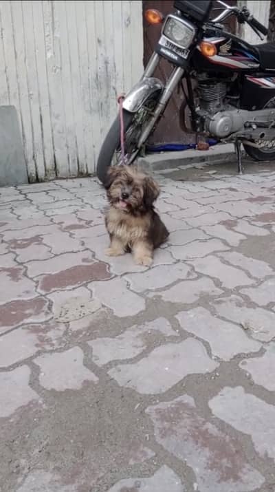 Shitzu 0 size toy breed female