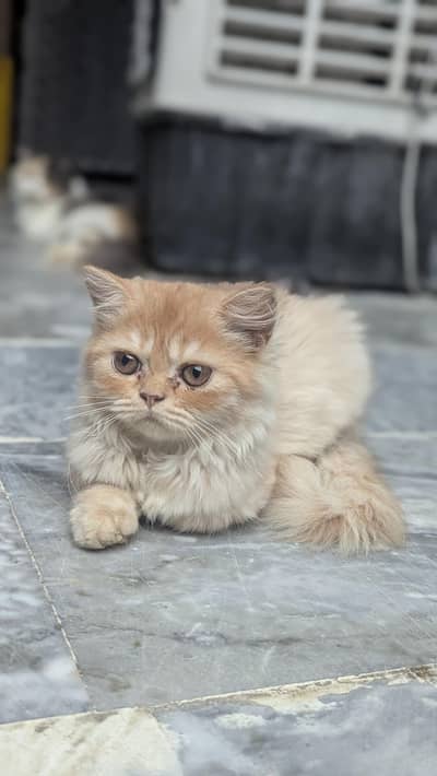 Persian kitten for sale