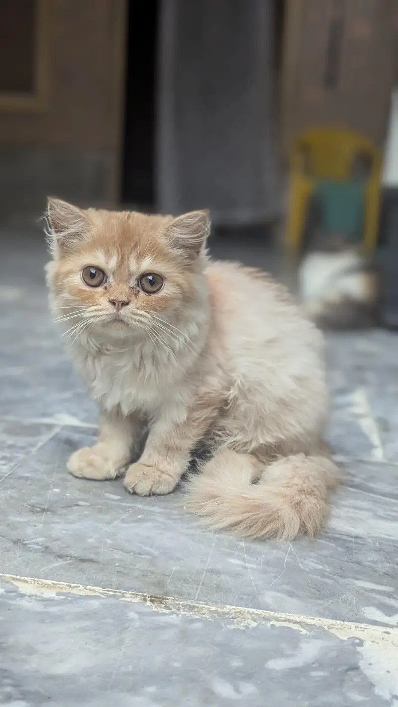 Persian kitten for sale — photo 2