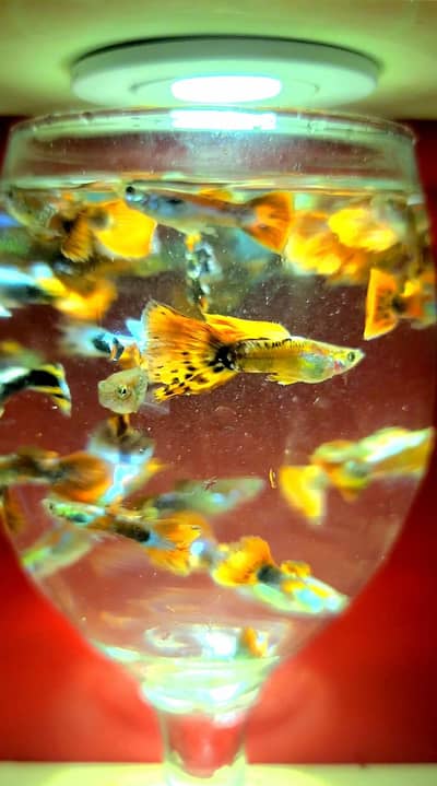 Colourful Guppies Available!
