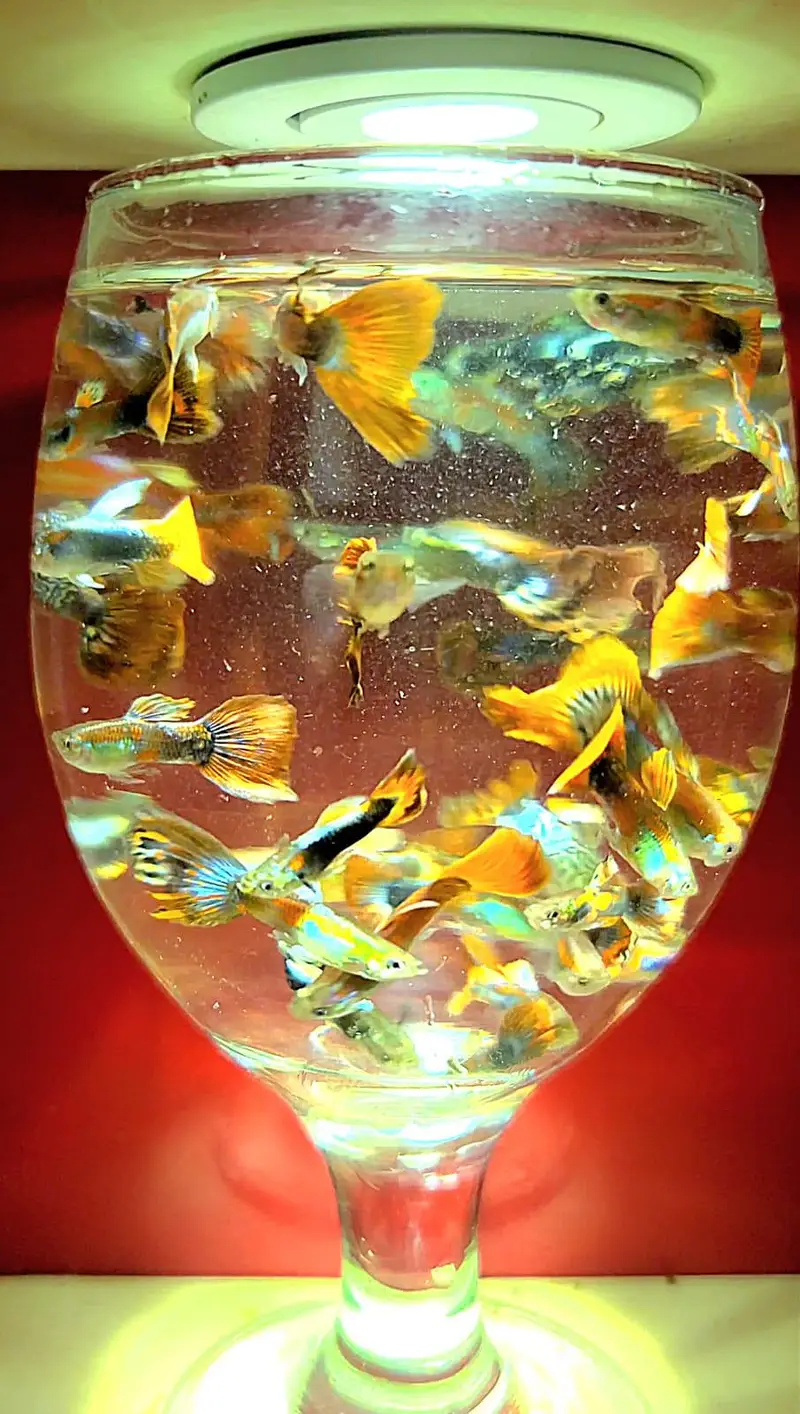Colourful Guppies Available! — photo 3