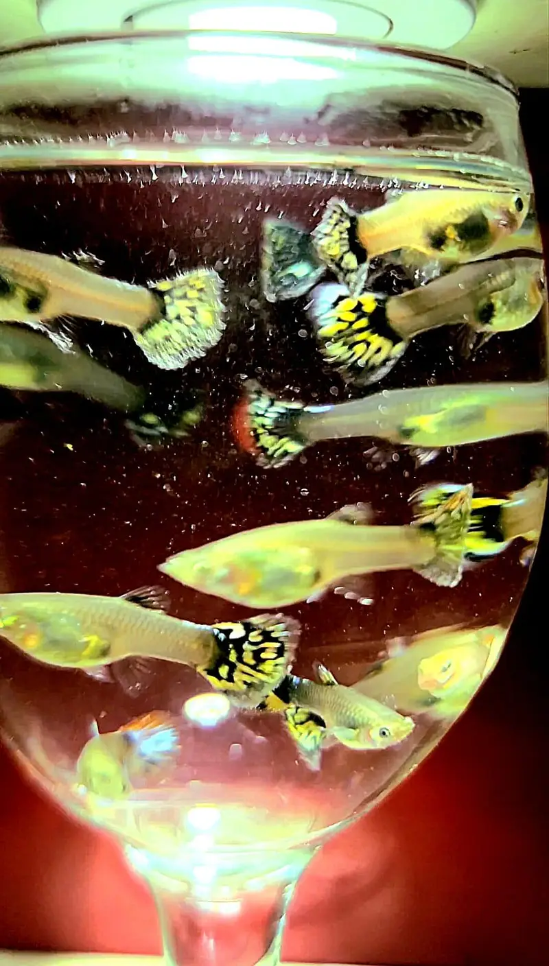 Colourful Guppies Available! — photo 5