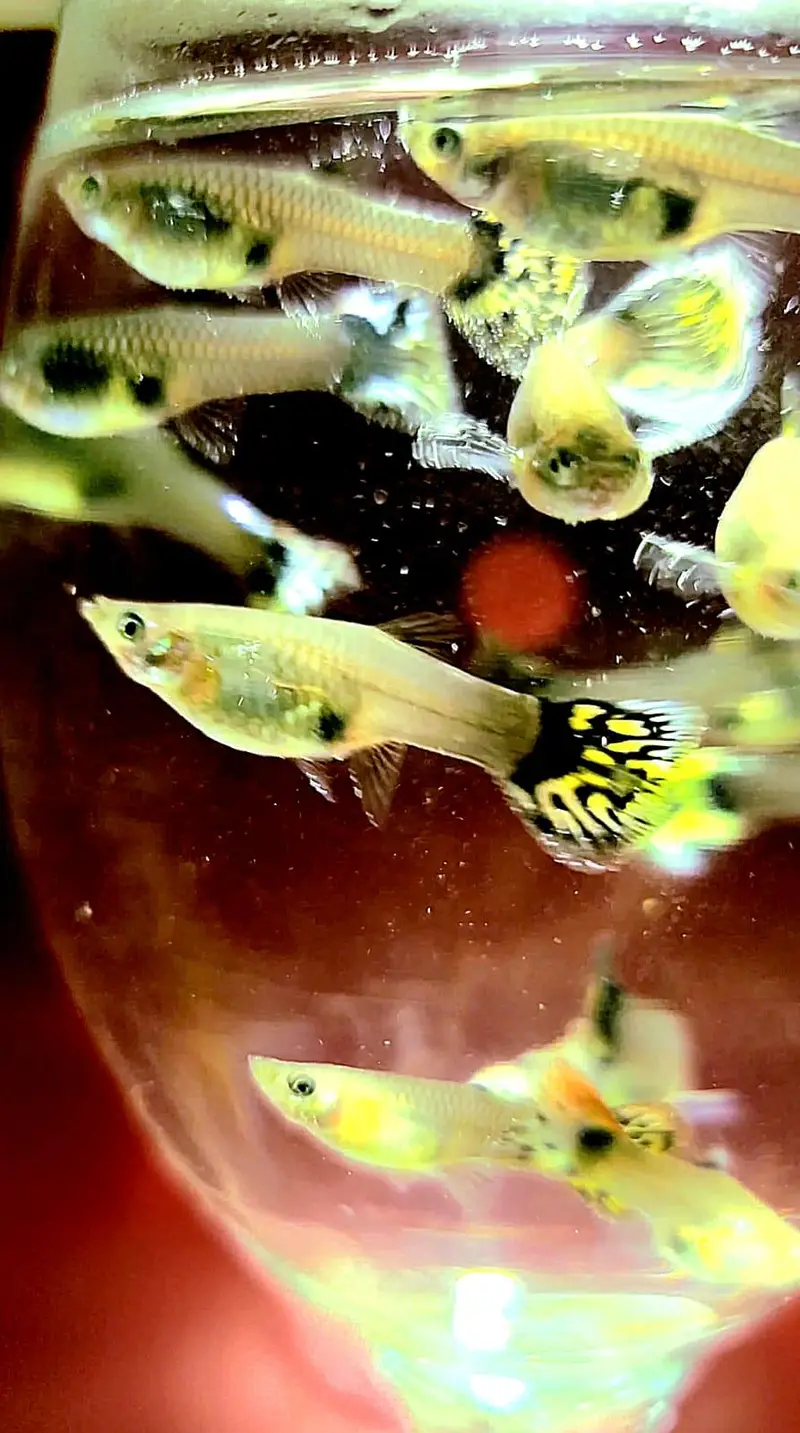 Colourful Guppies Available! — photo 6