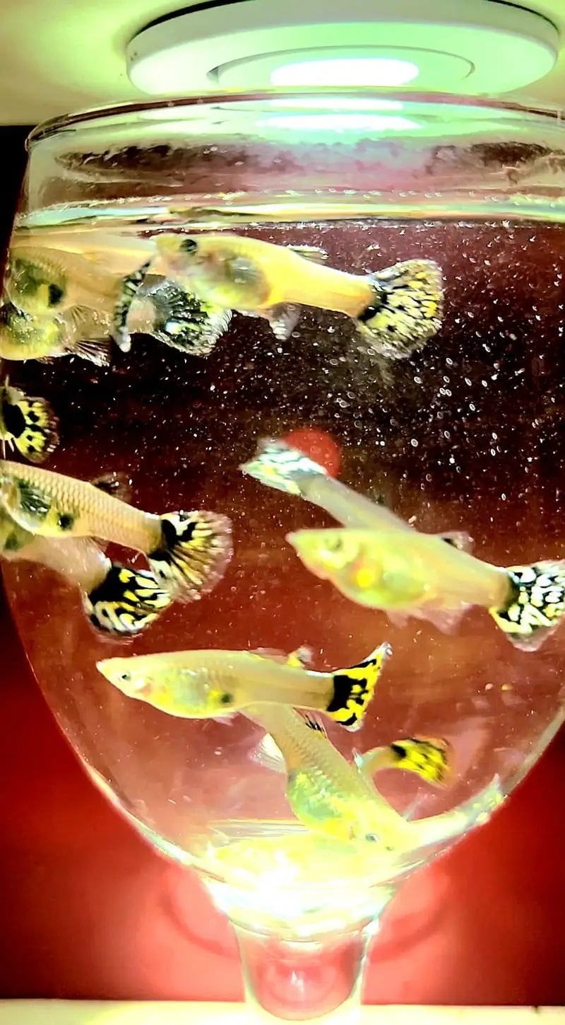 Colourful Guppies Available! — photo 7