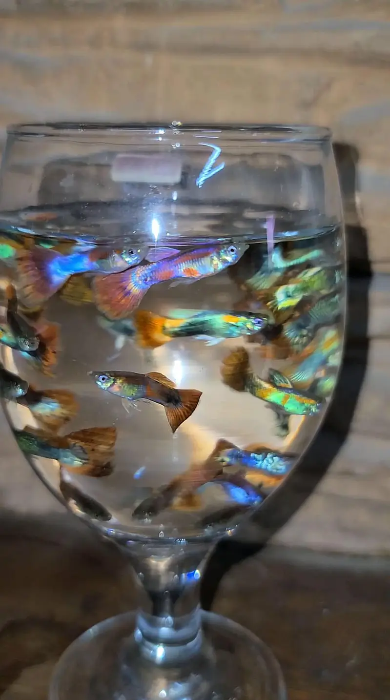 Colourful Guppies Available! — photo 8