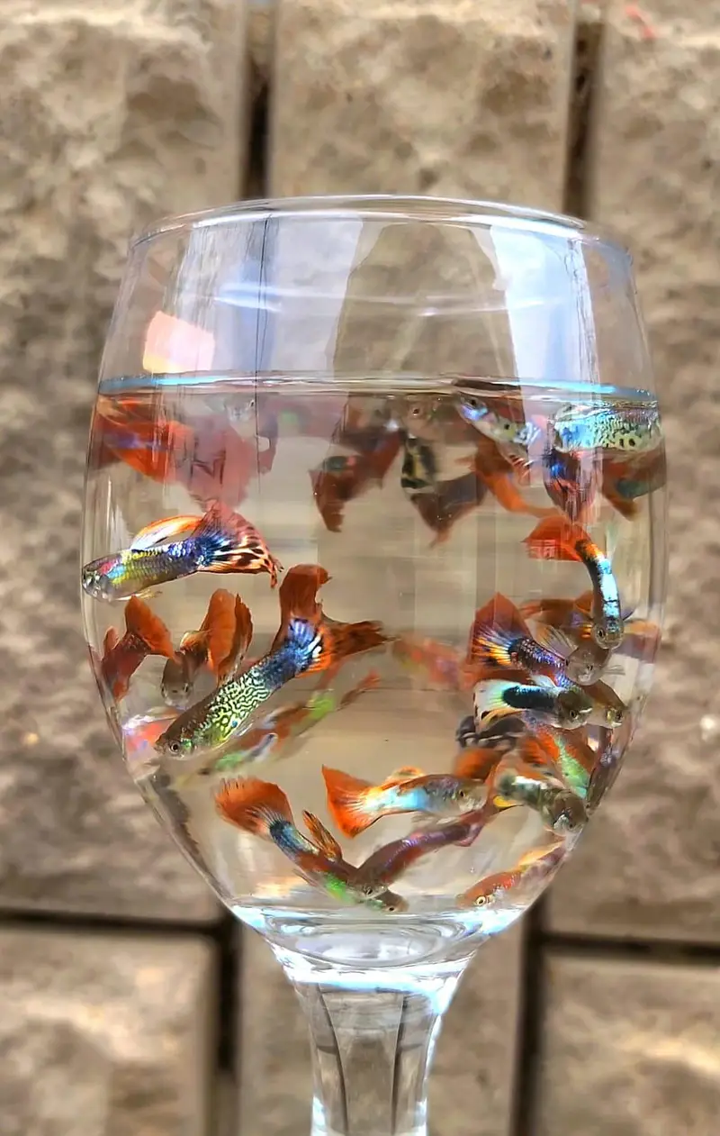 Colourful Guppies Available! — photo 9