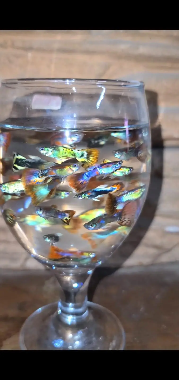 Colourful Guppies Available! — photo 10