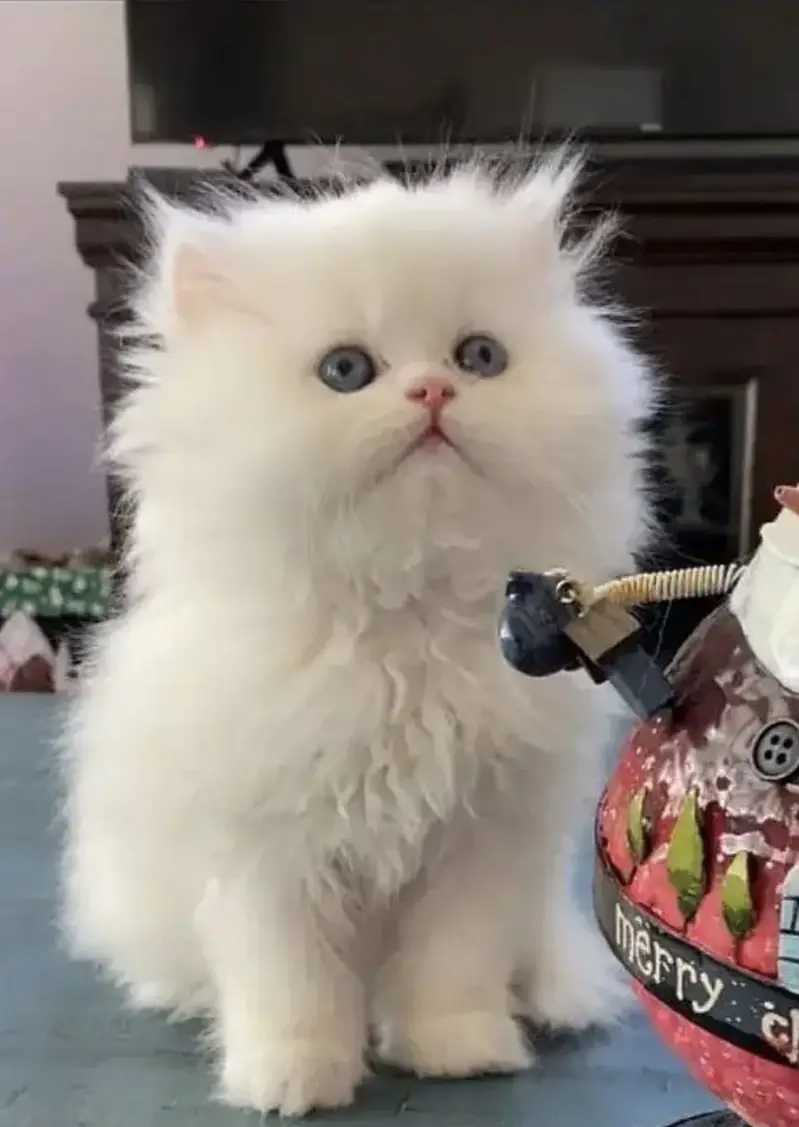 Persian kittens. Whatapp//037046///02354 — photo 2