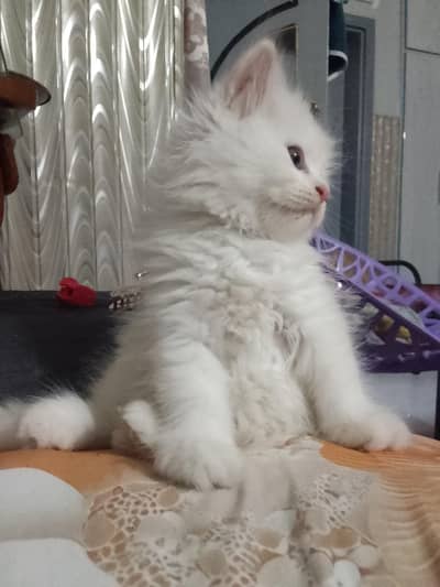 triple coat Persian kitten