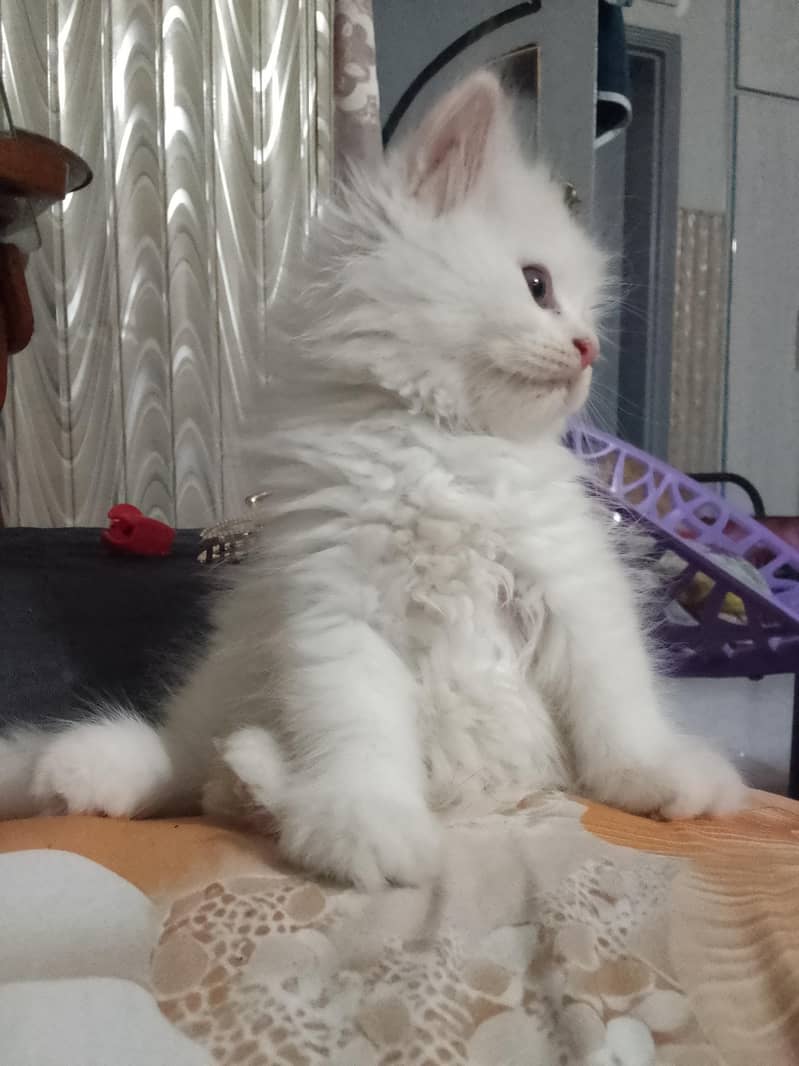 triple coat Persian kitten 0