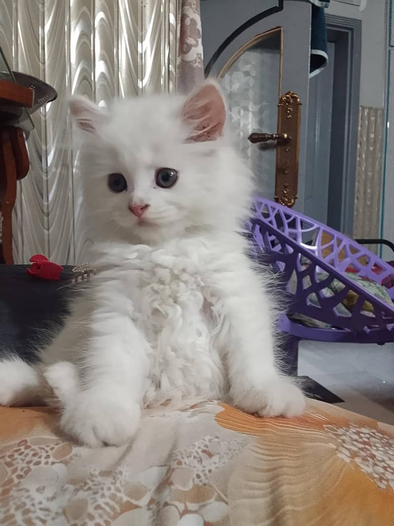 triple coat Persian kitten 1