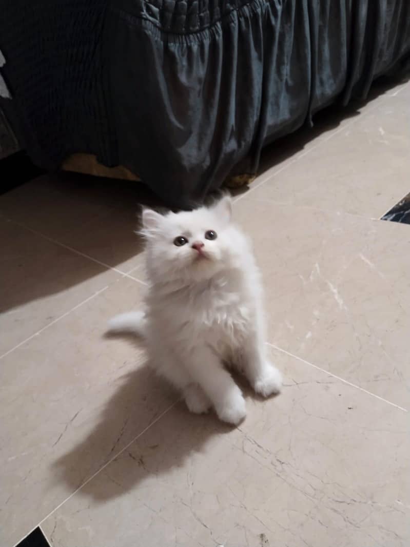 triple coat Persian kitten 3