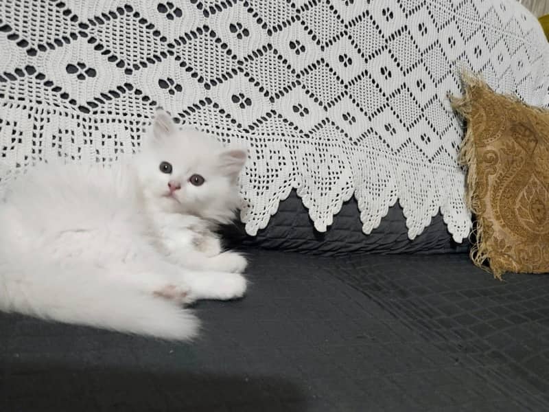 triple coat Persian kitten 4