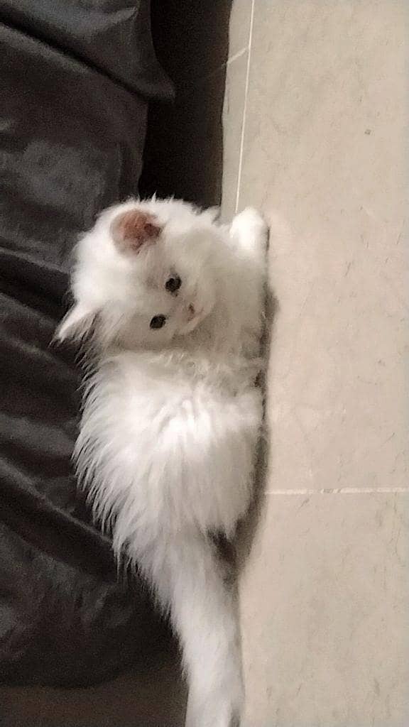 triple coat Persian kitten 5
