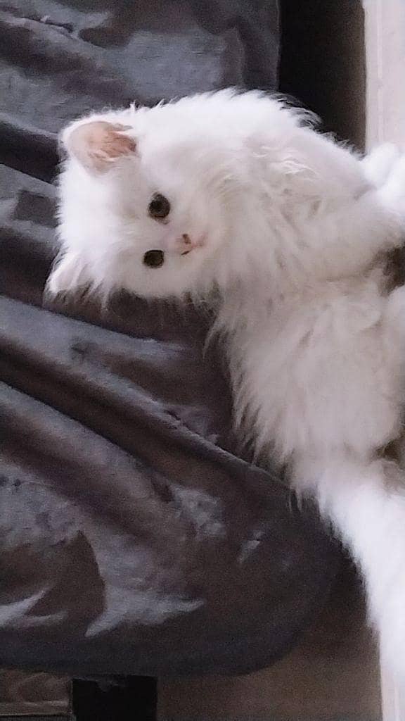 triple coat Persian kitten 6