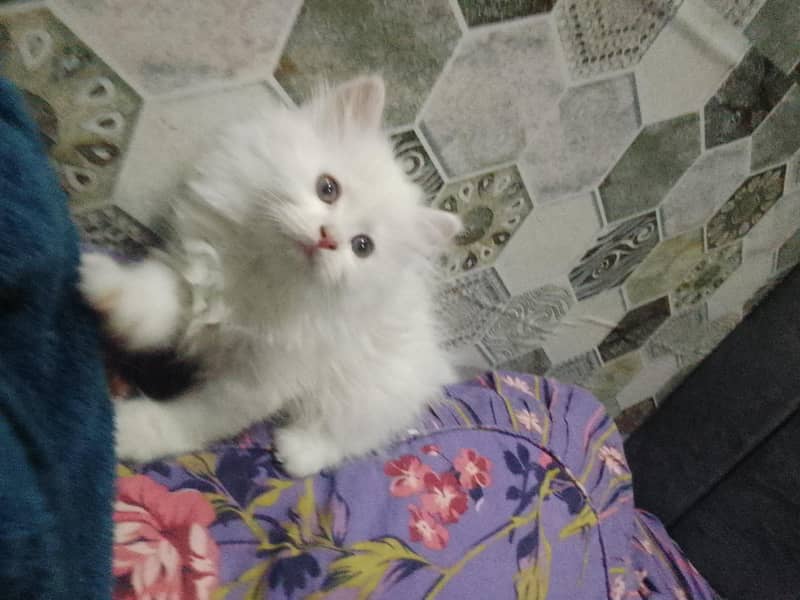 triple coat Persian kitten 7