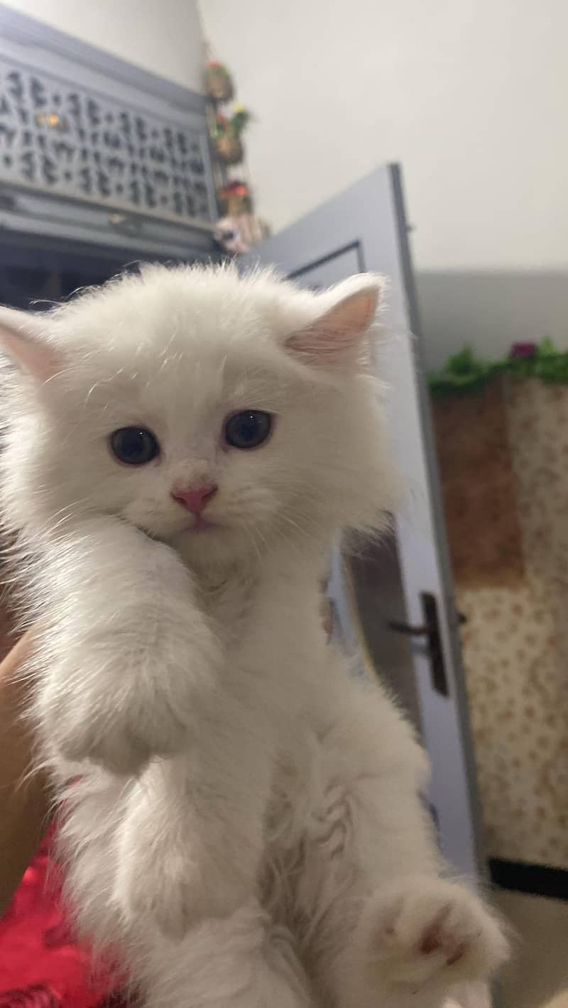 triple coat Persian kitten 8
