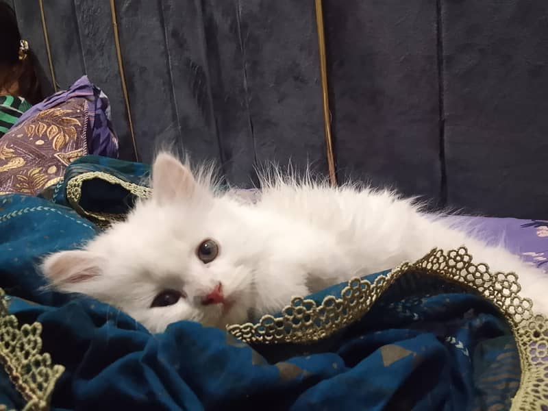 triple coat Persian kitten 9