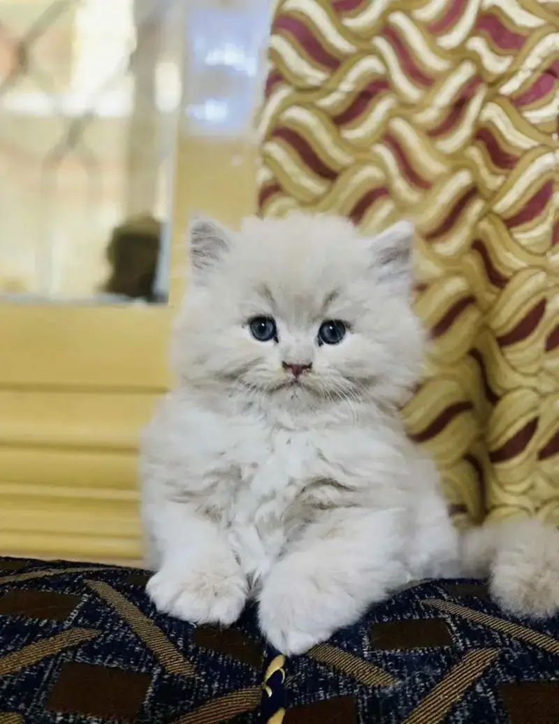 Persian kittens. Whatapp//037046///02354 — photo 2