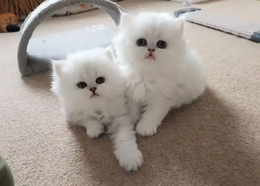 Persian kittens. Whatapp//037046///02354 — photo 3