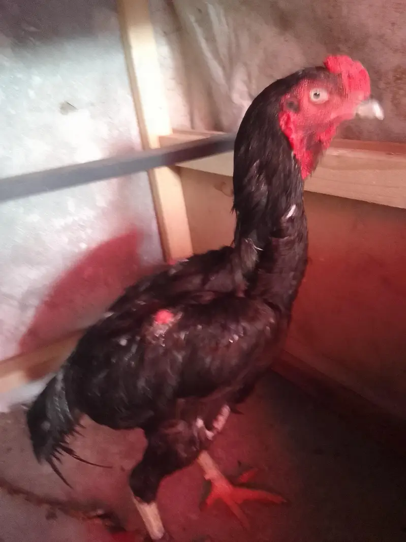 aseel lasani- kandari aseel-lasani sajra breed — photo 2