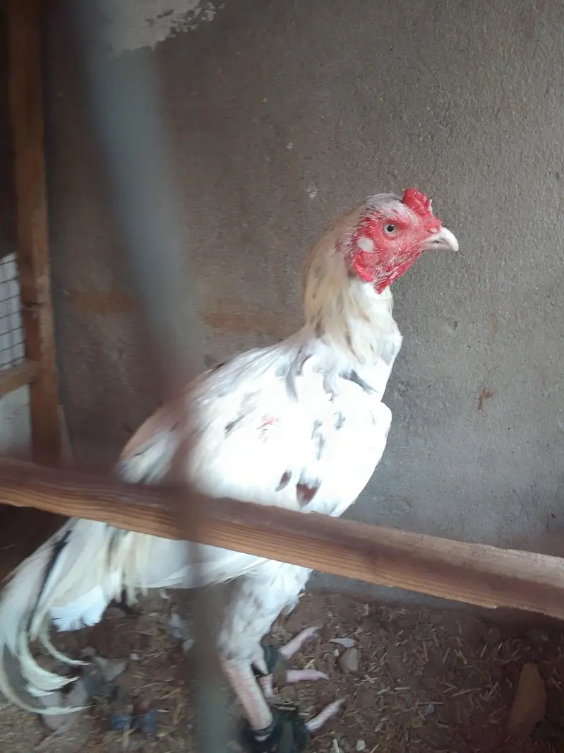aseel lasani- kandari aseel-lasani sajra breed — photo 3