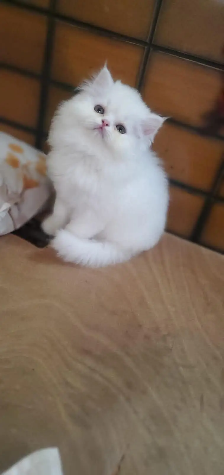 Persian kittens. Whatapp//037046///02354 — photo 2