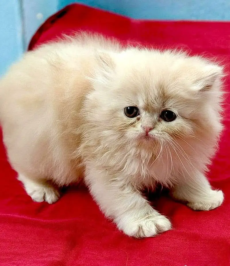 Persian kittens. Whatapp//037046///02354 — photo 2
