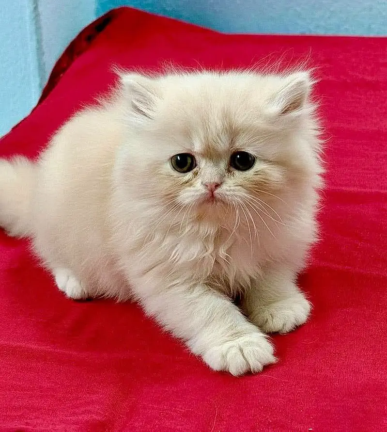 Persian kittens. Whatapp//037046///02354 — photo 3