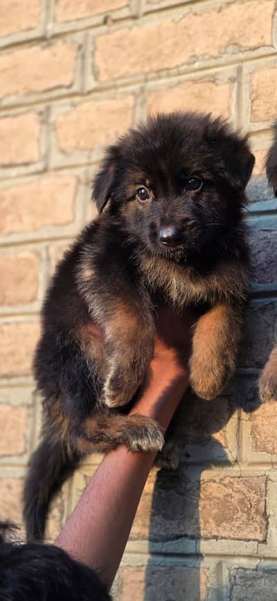 german Shepherd puppies For sale
