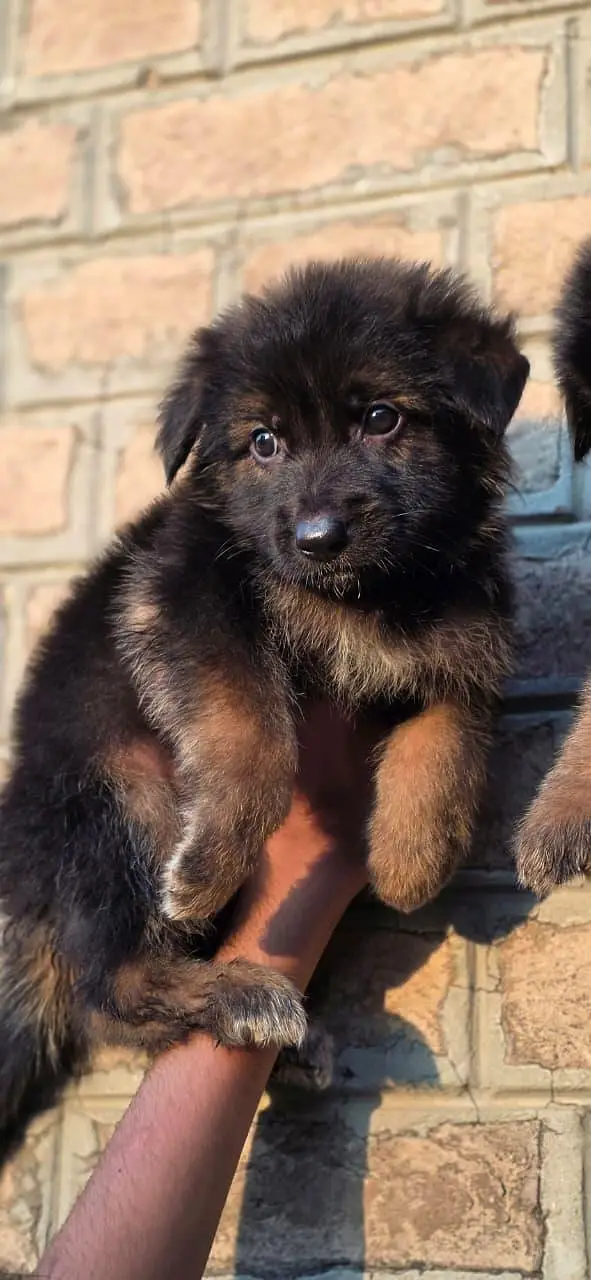german Shepherd puppies For sale — photo 2