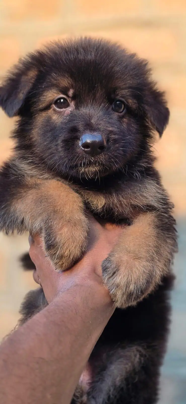 german Shepherd puppies For sale — photo 3