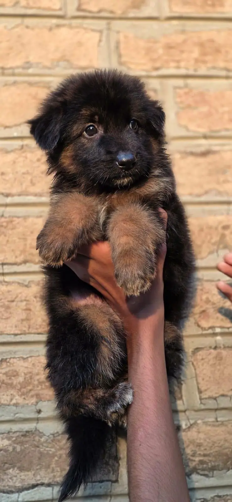 german Shepherd puppies For sale — photo 4