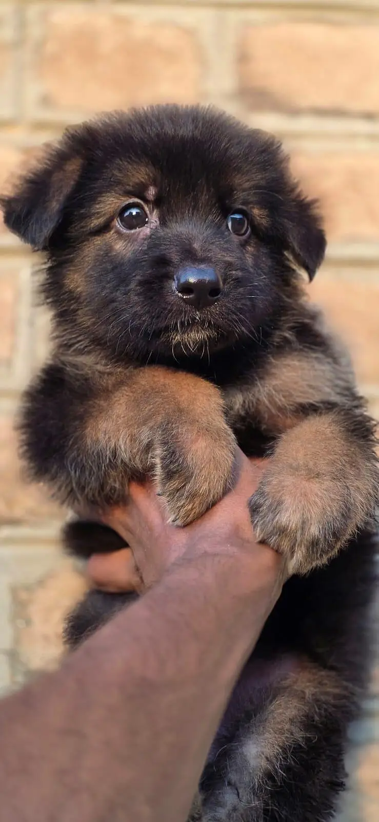 german Shepherd puppies For sale — photo 5