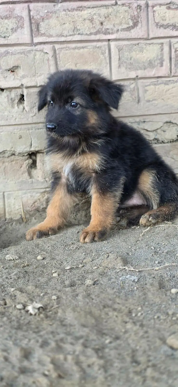 german Shepherd puppies For sale — photo 6