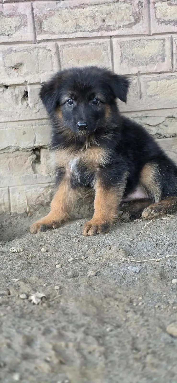 german Shepherd puppies For sale — photo 7
