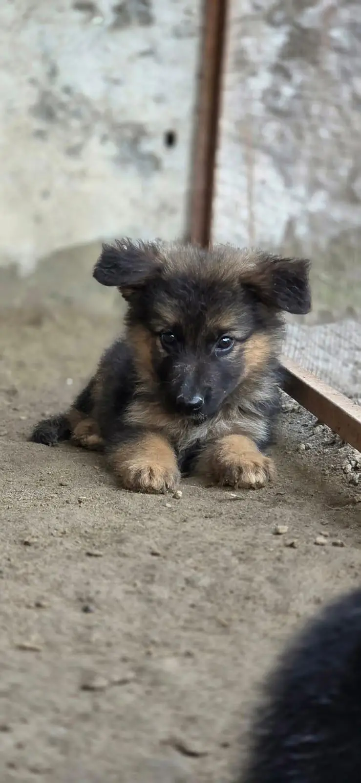 german Shepherd puppies For sale — photo 8