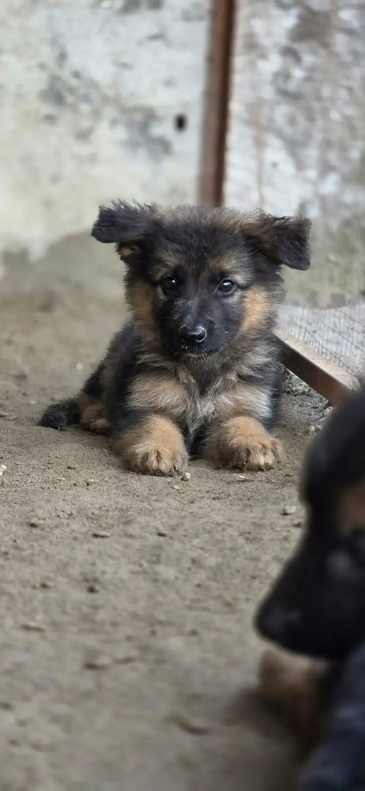 german Shepherd puppies For sale — photo 9