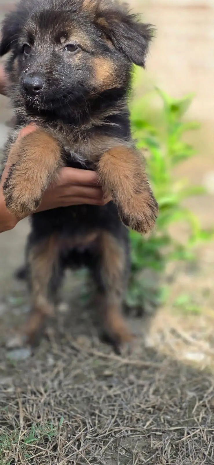 german Shepherd puppies For sale — photo 10