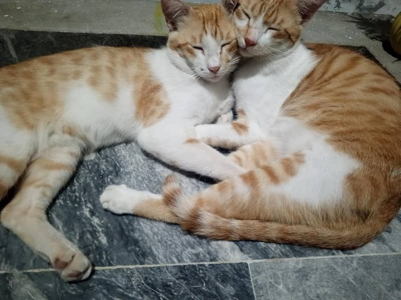 sell cat 0