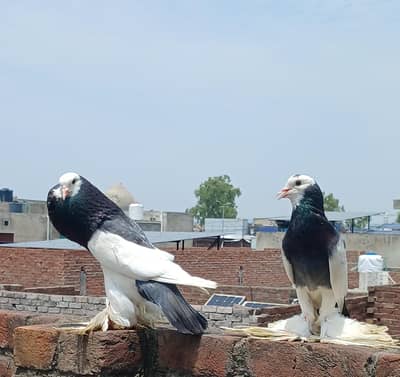 breeder pair