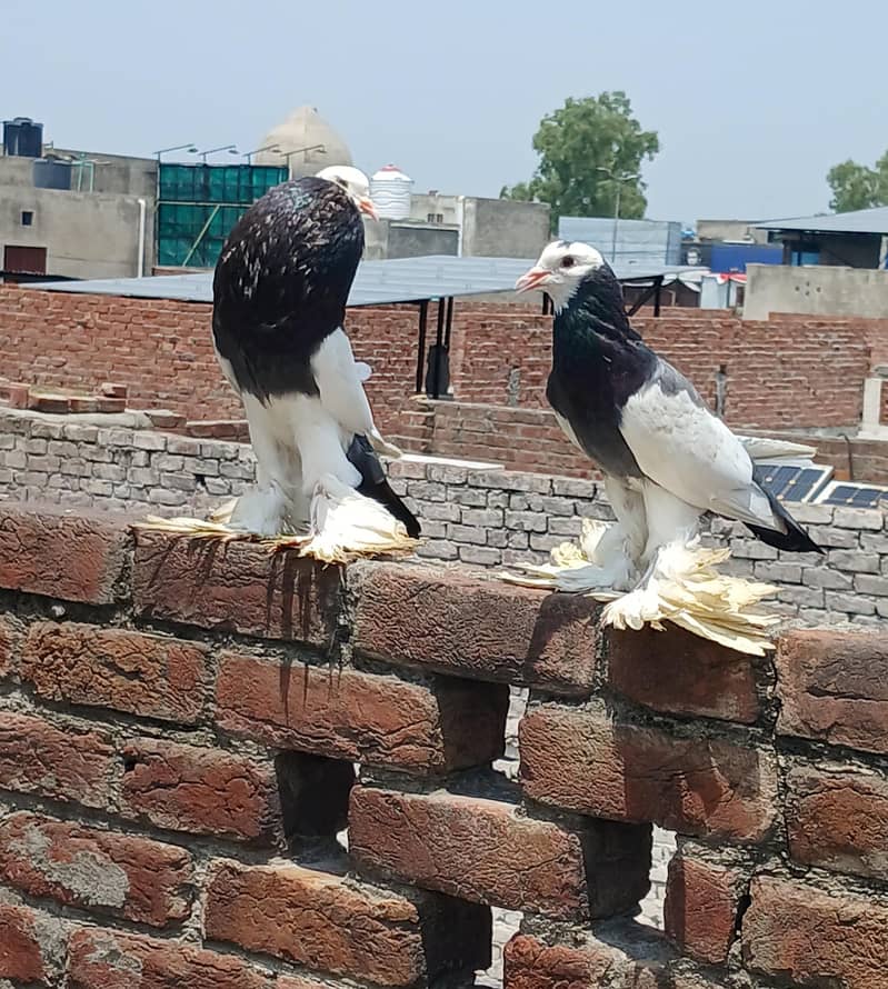 breeder pair 1