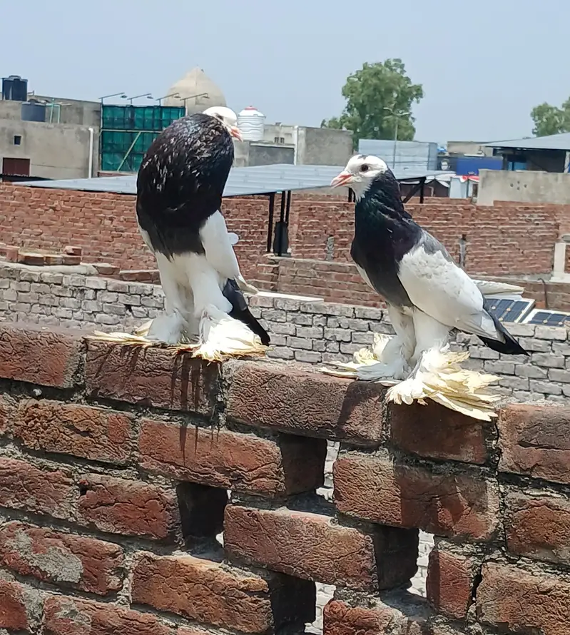 breeder pair — photo 2