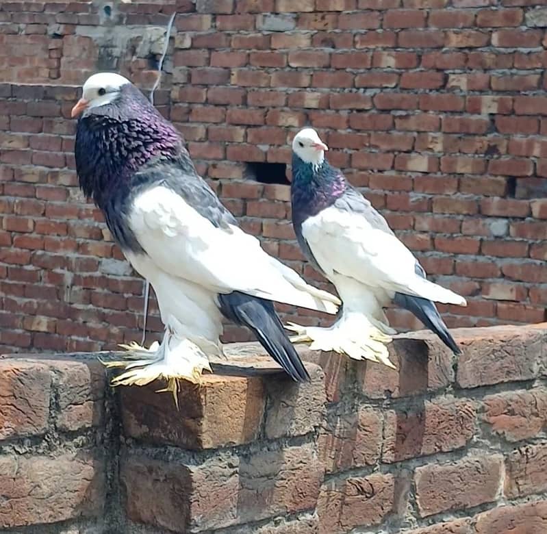 breeder pair 3