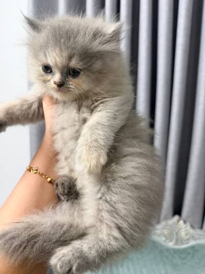 Persian kittens. Whatapp//037046///02354