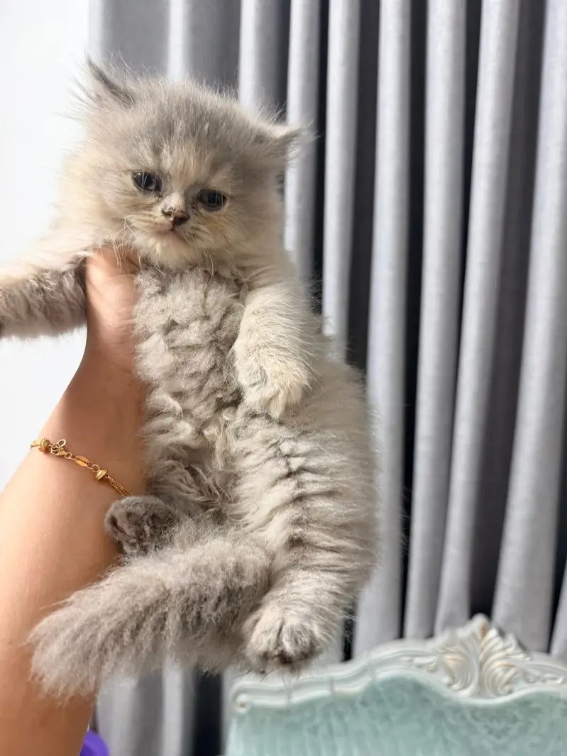 Persian kittens. Whatapp//037046///02354 — photo 2