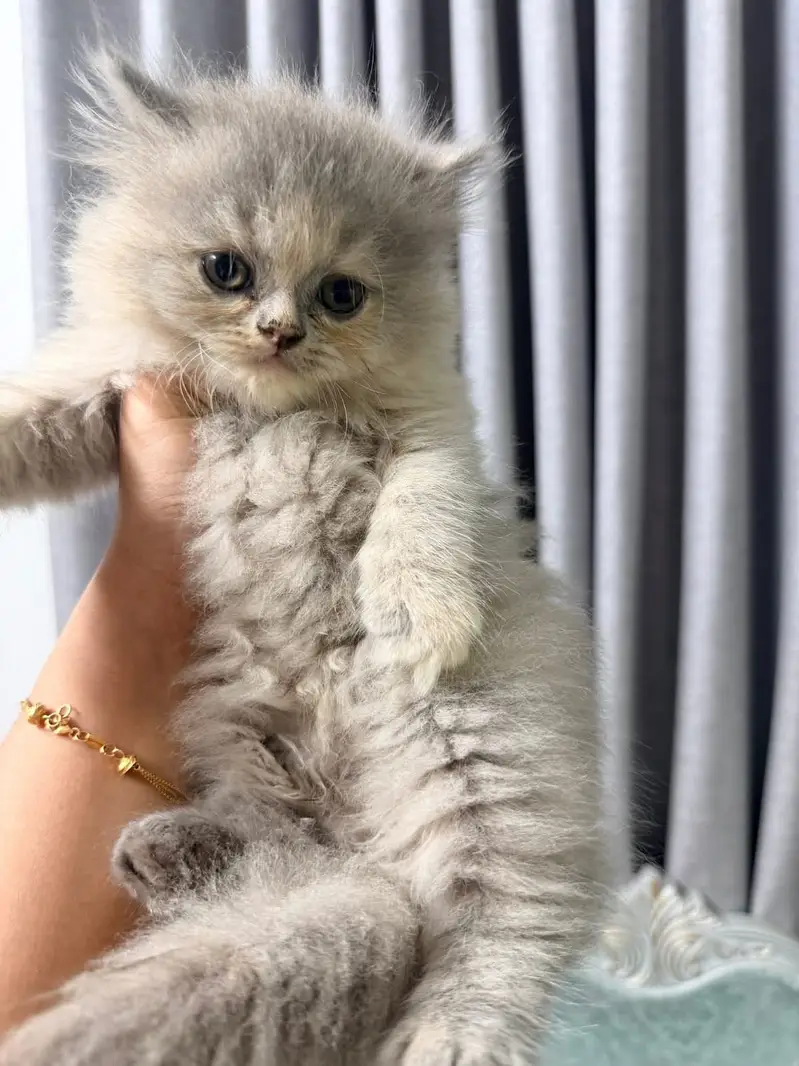 Persian kittens. Whatapp//037046///02354 — photo 3