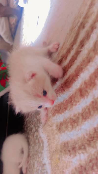 beautiful playfully kittens available hn. one kitten 9500