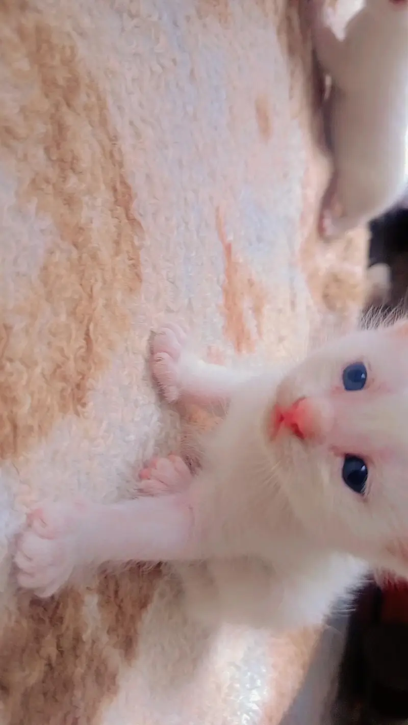 beautiful playfully kittens available hn. one kitten 9500 — photo 2